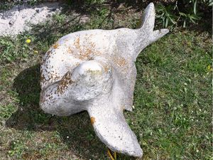 David Peter Campbell - Pesce