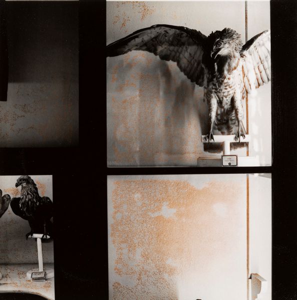 Marcello Grassi : Animali negli specchi, Reggio Emilia, Civici Musei  - Asta Fotografia: Under 1K - Associazione Nazionale - Case d'Asta italiane