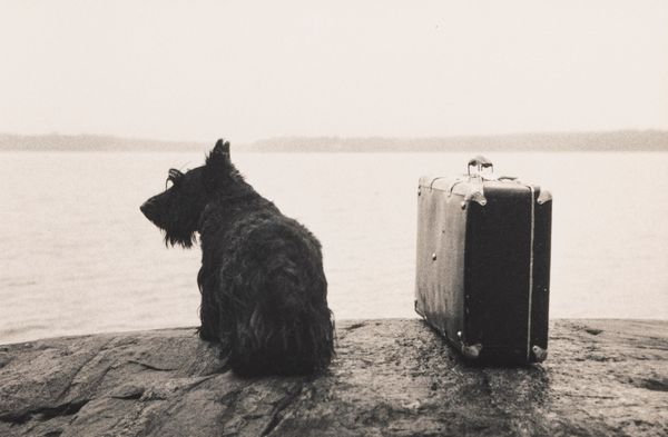Kristoffer Albrecht : Dog with suitcase  - Asta Fotografia: Under 1K - Associazione Nazionale - Case d'Asta italiane