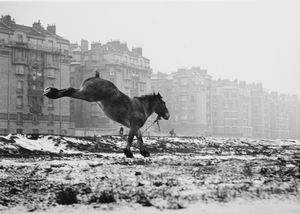Sabine Weiss - Cheval