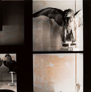 Marcello Grassi - Animali negli specchi, Reggio Emilia, Civici Musei