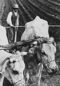 Riccardo Moncalvo - Buoi al lavoro