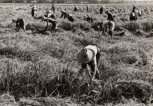 Riccardo Moncalvo - Tempo di mietitura