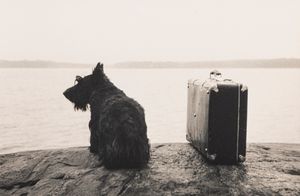 Kristoffer Albrecht - Dog with suitcase