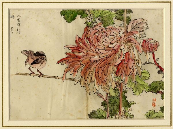 KONO BAIREI : Quattro tavole da Bairei Kiku hyakushu (Cento tipi di crisantemi di Bairei).  - Asta Arte Antica, Moderna e Contemporanea - Associazione Nazionale - Case d'Asta italiane