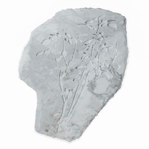 Mattia Savini - Ritratto di Rosa 1