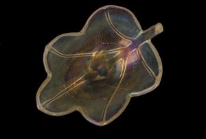 Seguso, Murano, 1950 ca  - Asta Arti Decorative del XX secolo - Associazione Nazionale - Case d'Asta italiane