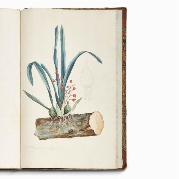 Carlo Ludovico Bellardi  - Asta STAMPE E DISEGNI DAL XV AL XIX SECOLO - Associazione Nazionale - Case d'Asta italiane