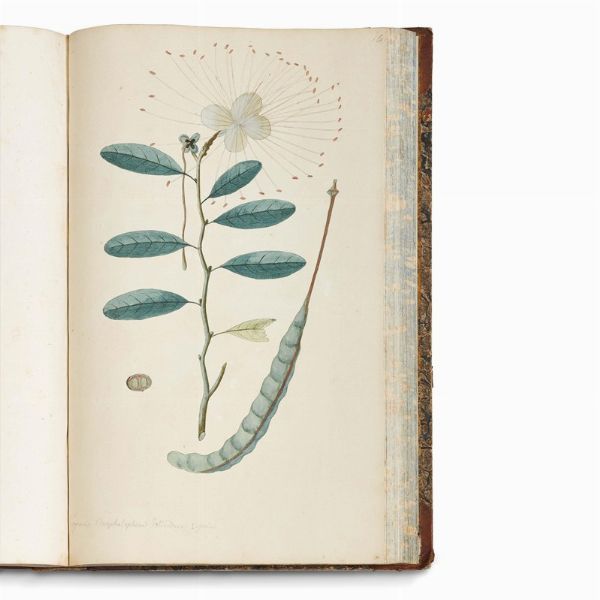 Carlo Ludovico Bellardi  - Asta STAMPE E DISEGNI DAL XV AL XIX SECOLO - Associazione Nazionale - Case d'Asta italiane