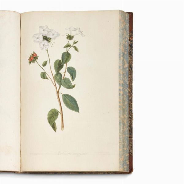 Carlo Ludovico Bellardi  - Asta STAMPE E DISEGNI DAL XV AL XIX SECOLO - Associazione Nazionale - Case d'Asta italiane