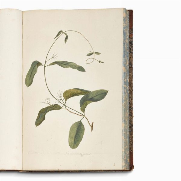 Carlo Ludovico Bellardi  - Asta STAMPE E DISEGNI DAL XV AL XIX SECOLO - Associazione Nazionale - Case d'Asta italiane