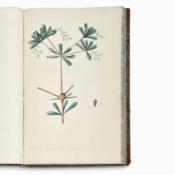 Carlo Ludovico Bellardi  - Asta STAMPE E DISEGNI DAL XV AL XIX SECOLO - Associazione Nazionale - Case d'Asta italiane