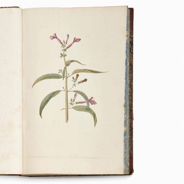 Carlo Ludovico Bellardi  - Asta STAMPE E DISEGNI DAL XV AL XIX SECOLO - Associazione Nazionale - Case d'Asta italiane