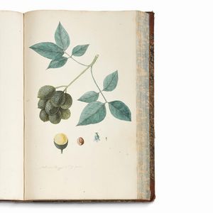 Carlo Ludovico Bellardi  - Asta STAMPE E DISEGNI DAL XV AL XIX SECOLO - Associazione Nazionale - Case d'Asta italiane