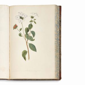 Carlo Ludovico Bellardi  - Asta STAMPE E DISEGNI DAL XV AL XIX SECOLO - Associazione Nazionale - Case d'Asta italiane