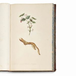 Carlo Ludovico Bellardi  - Asta STAMPE E DISEGNI DAL XV AL XIX SECOLO - Associazione Nazionale - Case d'Asta italiane