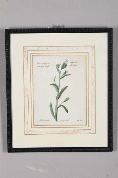 Disegno raffigurante studio di botanica per una Mysitis Palustris. Datato 1836  - Asta Antiquariato - Associazione Nazionale - Case d'Asta italiane