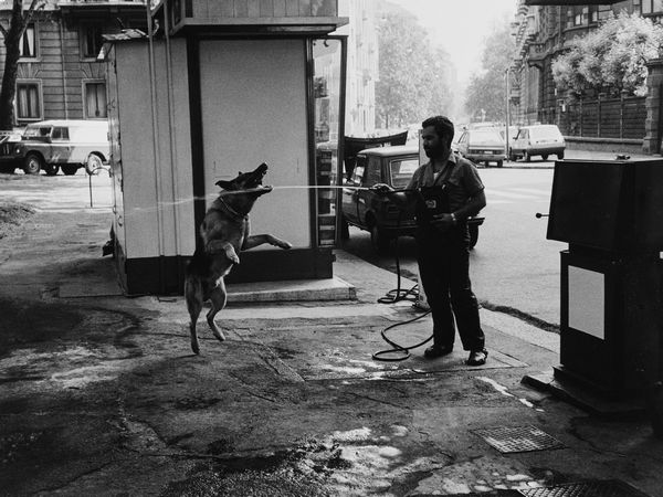 Sasha Borodulin : Silly dog, Milan  - Asta Fotografia: Under 1K - Associazione Nazionale - Case d'Asta italiane