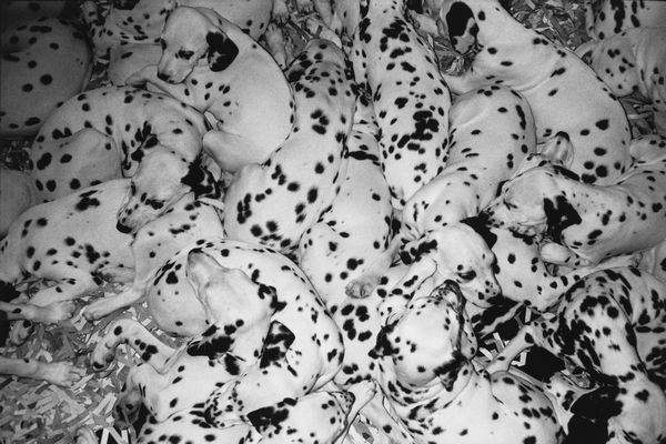 Giorgio Colombo : Senza titolo (Dalmata)  - Asta Fotografia: Under 1K - Associazione Nazionale - Case d'Asta italiane