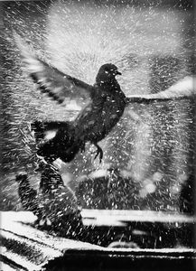 Marco Anelli - Senza titolo (Colomba)