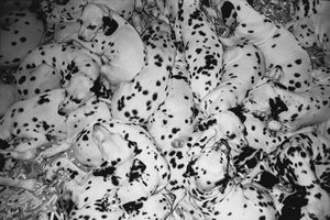 Giorgio Colombo - Senza titolo (Dalmata)