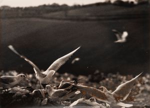 Mario Giacomelli - Senza titolo