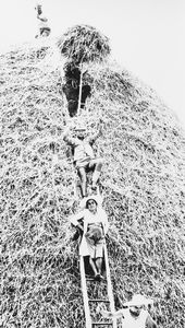 Mario Giacomelli - La buona terra