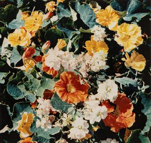 Arrigo Orsi - Tavolozza di fiori