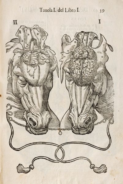 Ruini, Carlo : Anatomia del cavallo, infermit et suoi rimedii  - Asta Libri, Autografi e Stampe - Associazione Nazionale - Case d'Asta italiane