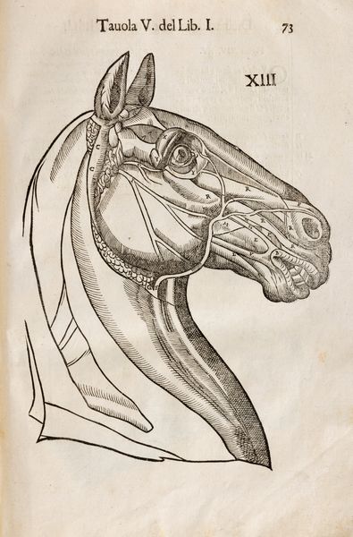 Ruini, Carlo : Anatomia del cavallo, infermit et suoi rimedii  - Asta Libri, Autografi e Stampe - Associazione Nazionale - Case d'Asta italiane