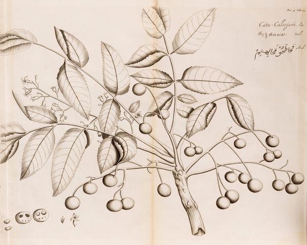 Hendrick Adriaan van Rheede : Hortus Indicus Malabaricus  - Asta Libri, Autografi e Stampe - Associazione Nazionale - Case d'Asta italiane