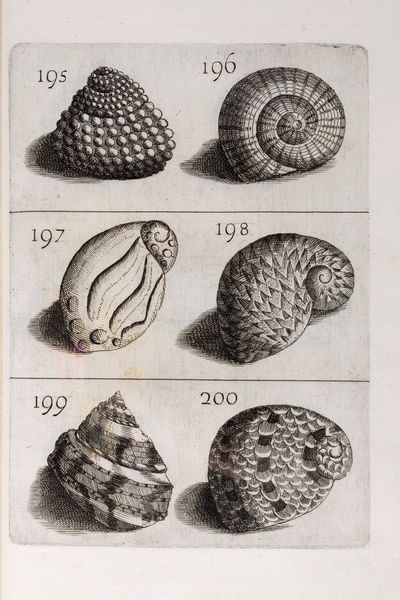 Filippo Bonanni : Ricreatione dell'occhio e della mente nell'osservationi delle Chiocciole  - Asta Libri, Autografi e Stampe - Associazione Nazionale - Case d'Asta italiane