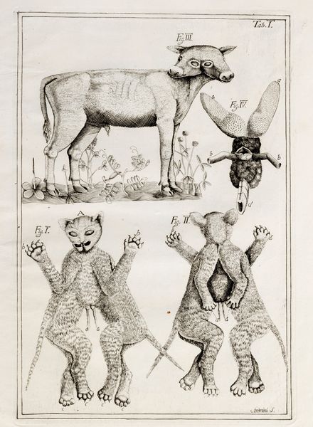 Giovanni Bianchi : Jani Planci medici primarii Arimini de monstris  - Asta Libri, Autografi e Stampe - Associazione Nazionale - Case d'Asta italiane