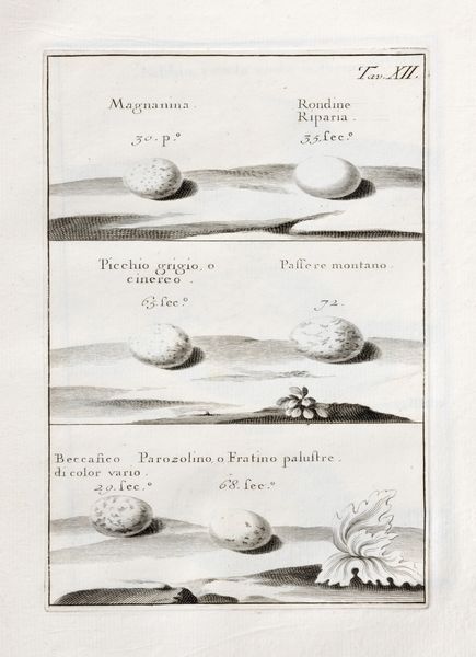 Giuseppe Zinanni : Delle uova e dei nidi degli uccelli Libro I  - Asta Libri, Autografi e Stampe - Associazione Nazionale - Case d'Asta italiane