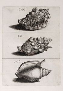 Filippo Bonanni : Ricreatione dell'occhio e della mente nell'osservationi delle Chiocciole  - Asta Libri, Autografi e Stampe - Associazione Nazionale - Case d'Asta italiane