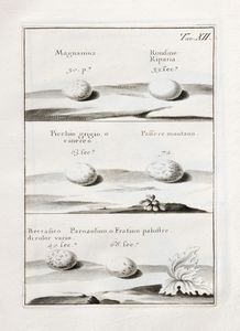 Giuseppe Zinanni : Delle uova e dei nidi degli uccelli Libro I  - Asta Libri, Autografi e Stampe - Associazione Nazionale - Case d'Asta italiane