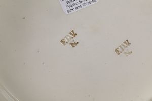 Rinfrescatoio<BR>Napoli, Manifattura del Vecchio, 1830 circa<BR>  - Asta Maioliche e Porcellane - Associazione Nazionale - Case d'Asta italiane