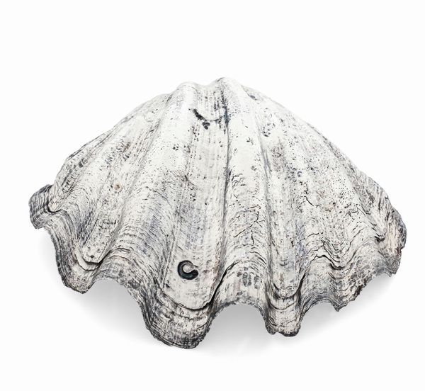 Conchiglia rivestita in argento. Etichetta a scudo Mario Buccellati. Italia XX-XXI secolo  - Asta Argenti da collezione | Antichi - Associazione Nazionale - Case d'Asta italiane