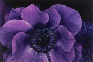 ARAKI NOBUYOSHI (n. 1940) - Flower rondeau.