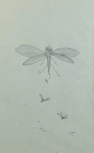 ENRICO COLOMBOTTO ROSSO Torino 1925 - 2013 Casale Monferrato (AL) - Libellula