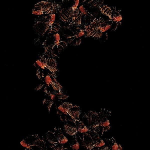 Marco Schifano : Ballet  - Asta Fotografia - Associazione Nazionale - Case d'Asta italiane