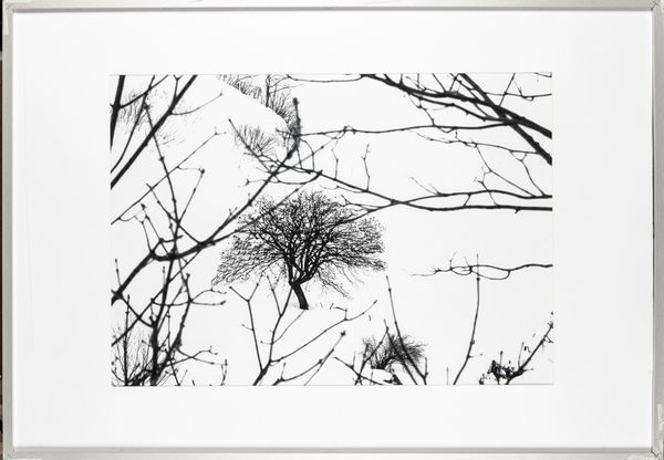 Abbas Gharib : Lonely Tree, dalla serie Snow white photo collection  - Asta Fotografia - Associazione Nazionale - Case d'Asta italiane