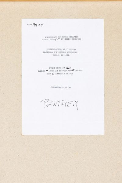 Guido Mocafico : Panther<BR>fotografata al Museum National d'Histoire Naturelle, Paris  - Asta Fotografia - Associazione Nazionale - Case d'Asta italiane