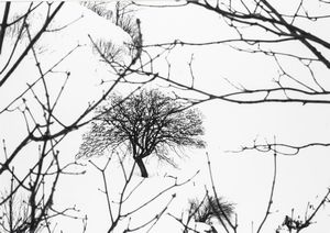 Abbas Gharib - Lonely Tree, dalla serie Snow white photo collection