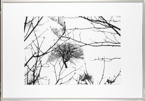 Abbas Gharib : Lonely Tree, dalla serie Snow white photo collection  - Asta Fotografia - Associazione Nazionale - Case d'Asta italiane