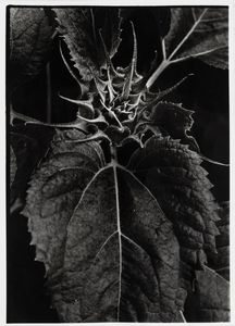 Jean Dieuzaide (YAN) - Senza titolo