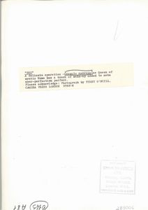 Terry O'Neill : lotto formato da quattro scatti fotografici Senza titolo (Ursula Andress)  - Asta Fotografia - Associazione Nazionale - Case d'Asta italiane