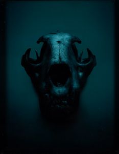 Guido Mocafico - Panther<BR>fotografata al Museum National d'Histoire Naturelle, Paris