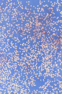 TANO FESTA : Coriandolo  - Asta Arte Moderna e Contemporanea - Associazione Nazionale - Case d'Asta italiane