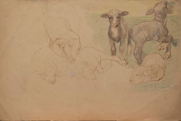 Giuseppe Rivaroli : Studio di agnellini  - Asta Arte Figurativa tra XIX e XX Secolo - Associazione Nazionale - Case d'Asta italiane